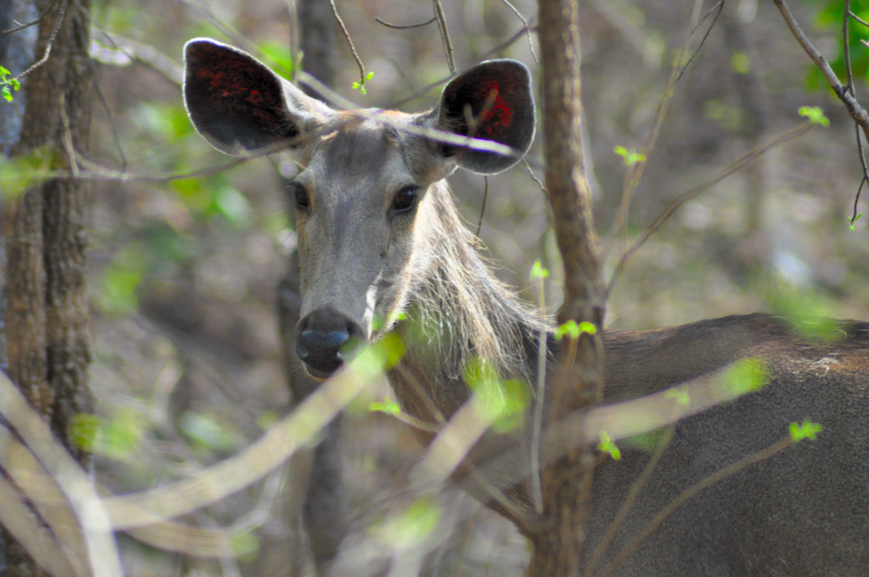 © Susheel Pandey - Sambar Deer