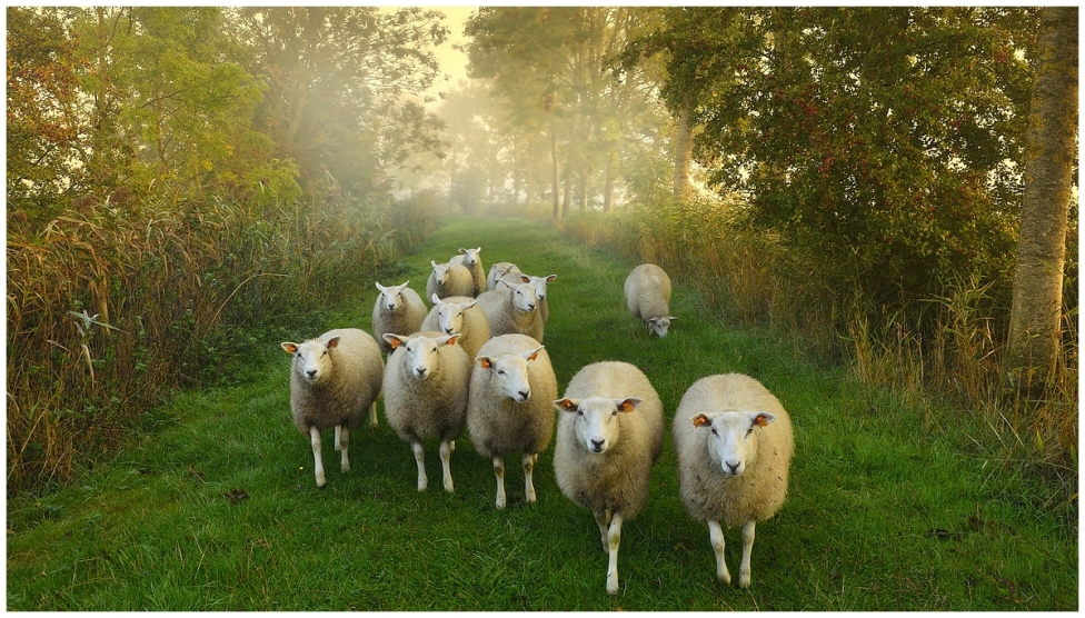 © johny hemelsoen - Sheep in the autumn.