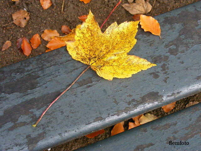 © flemming rasmussen - Autumn