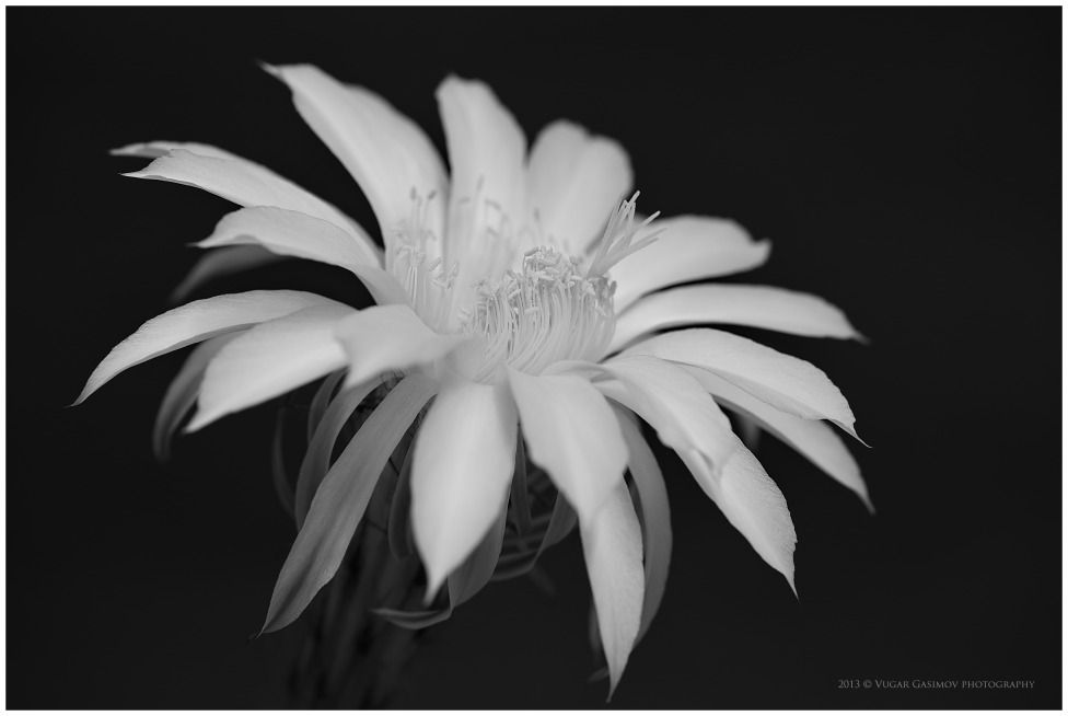 © Vugar Gasimov - Цветок кактуса