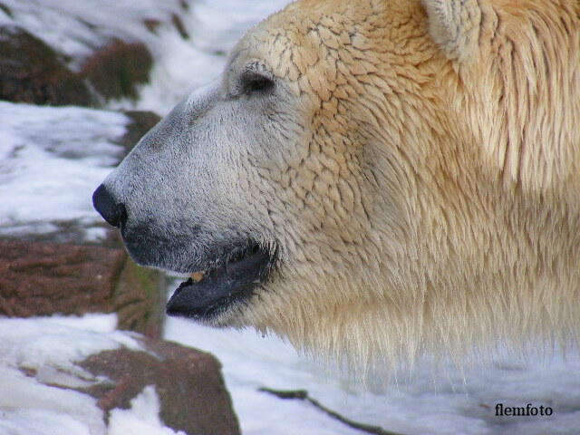 © flemming rasmussen - Polar bear