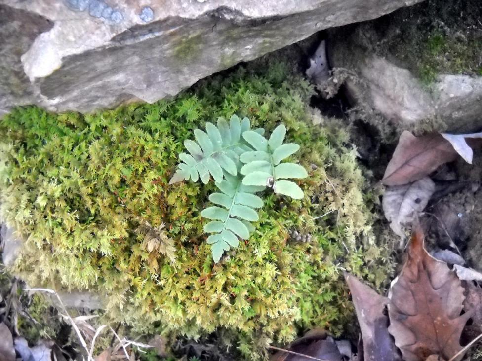 © Michael Sandstrom - The Birth of a Fern surrounded by moss