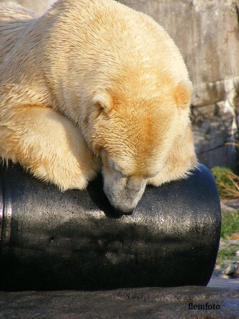 © flemming rasmussen - Polar bear