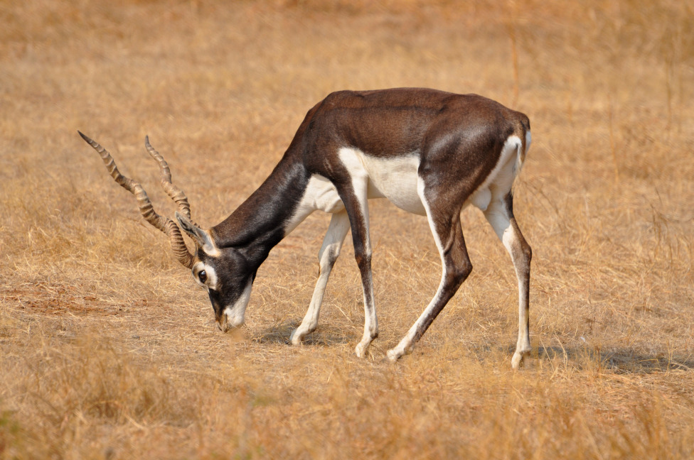 © Susheel Pandey - “Blackbuck