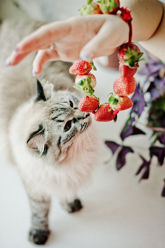 © Nikita Nikitenko - strawberry smell