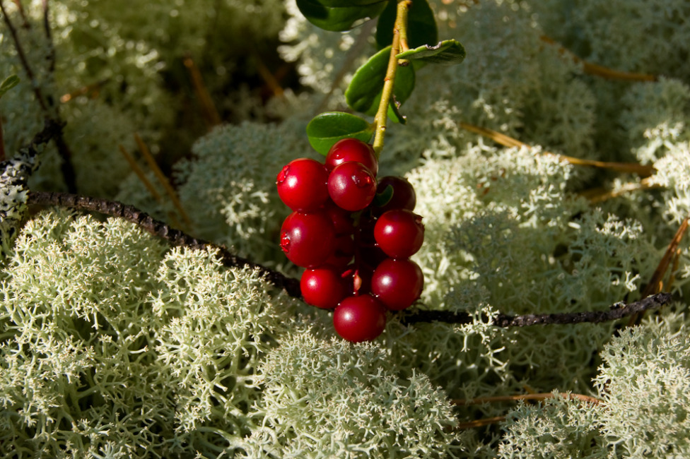 © Alexander Zholobov - Cluster of ripe cowberry