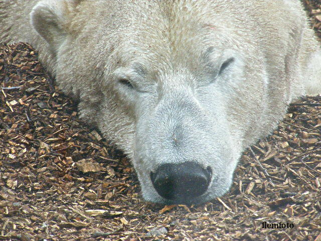 © flemming rasmussen - Polar bear