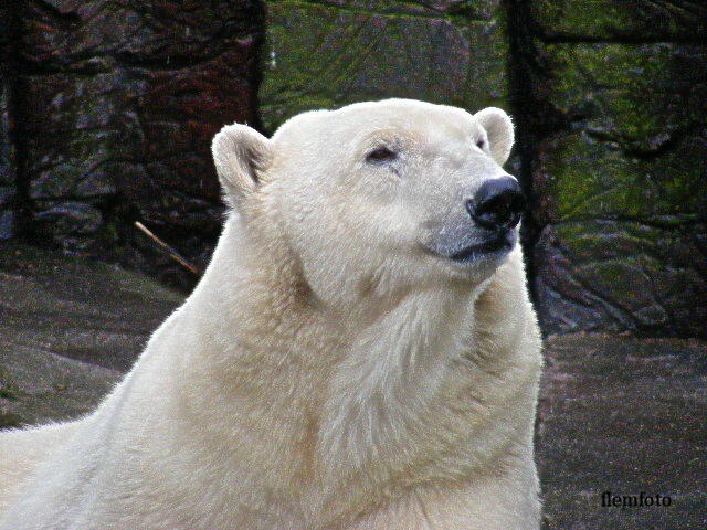 © flemming rasmussen - Polar bear