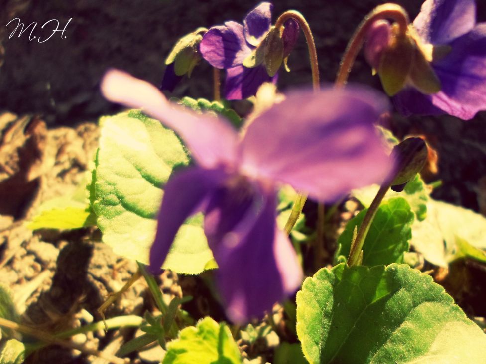 © Upside Down - violet