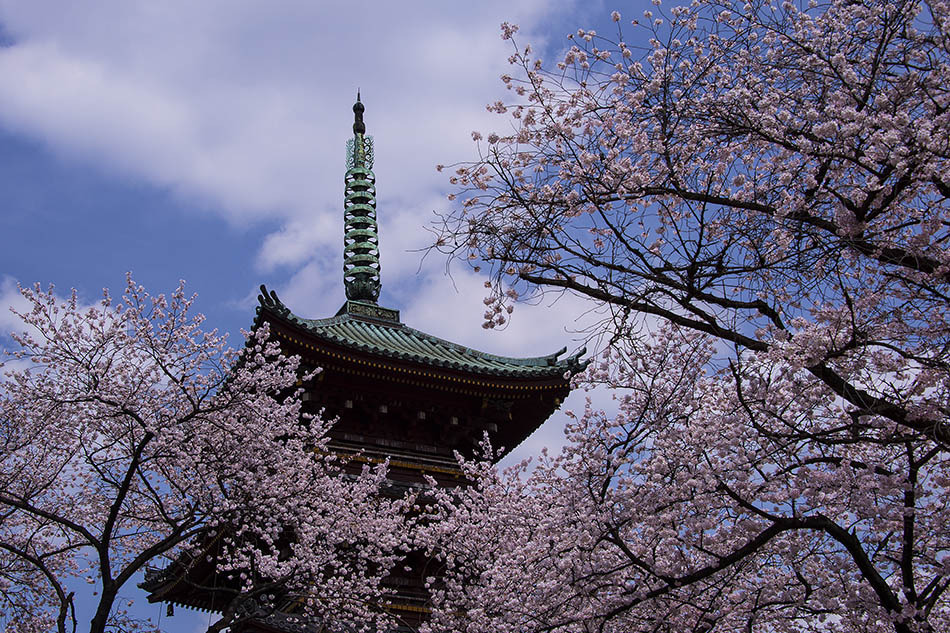 © Svein Wiiger Olsen - The Japanese Cherry Blossom