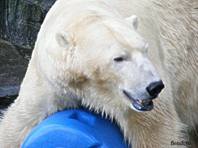 © flemming rasmussen - Polar bear