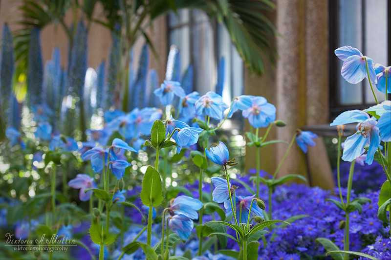 © Viktoria Mullin - Blue Poppy-Longwood Gardens Spring-9946