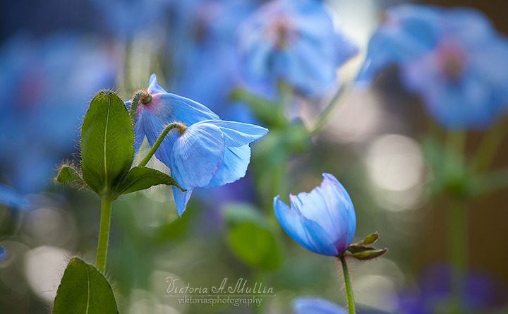 © Viktoria Mullin - Blue Poppy-Longwood Gardens Spring-9944