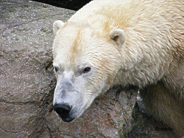 © flemming rasmussen - Polar bear