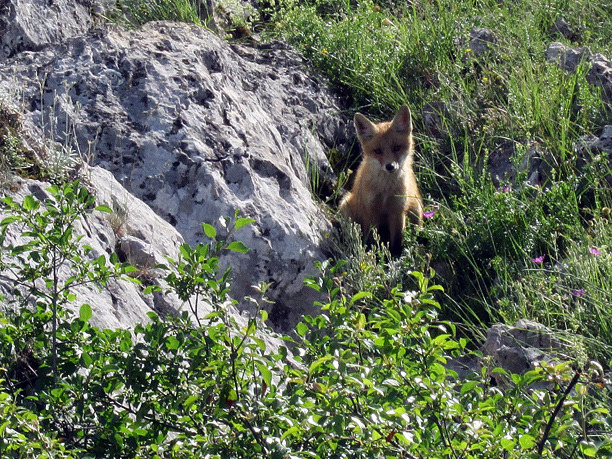 © Sergey Kontsov - About the little Fox-2