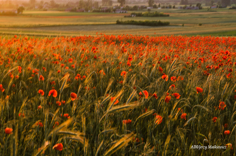 © Jerzy Maskiewicz - poppies at sunset