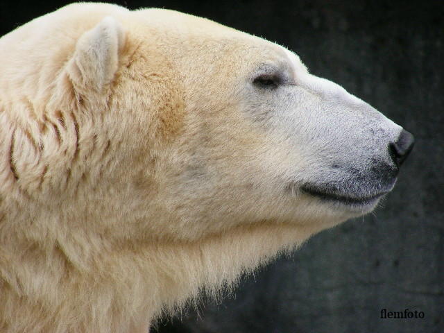 © flemming rasmussen - Polar bear