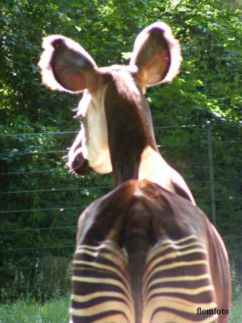 © flemming rasmussen - Okapi
