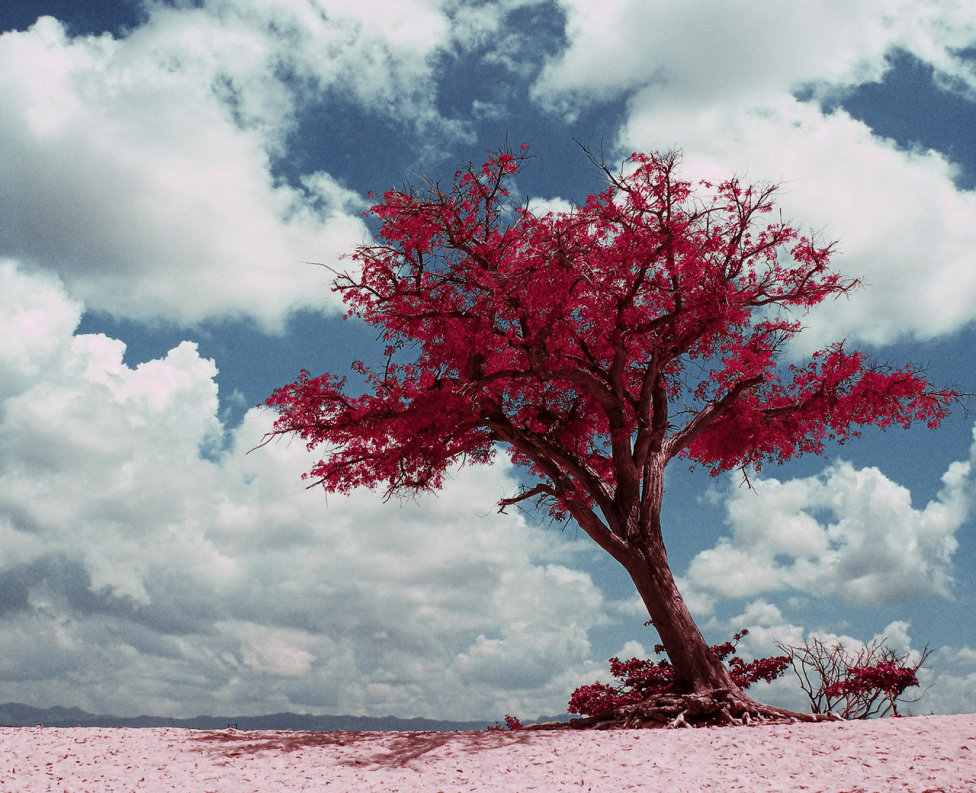 © Jean-Francois Dupuis - Red tree by Jean-François Dupuis