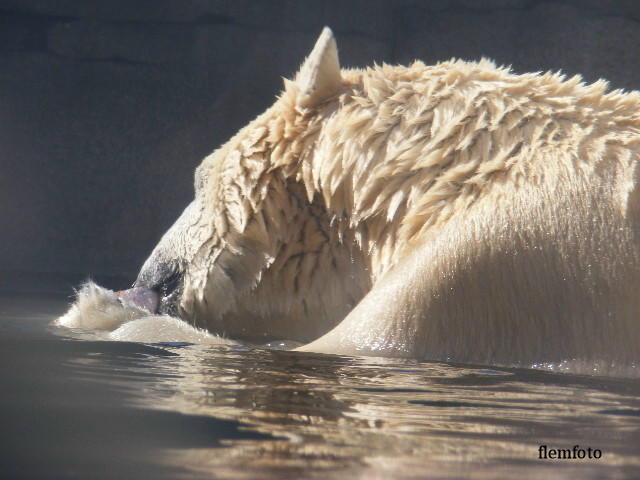 © flemming rasmussen - Polar bear