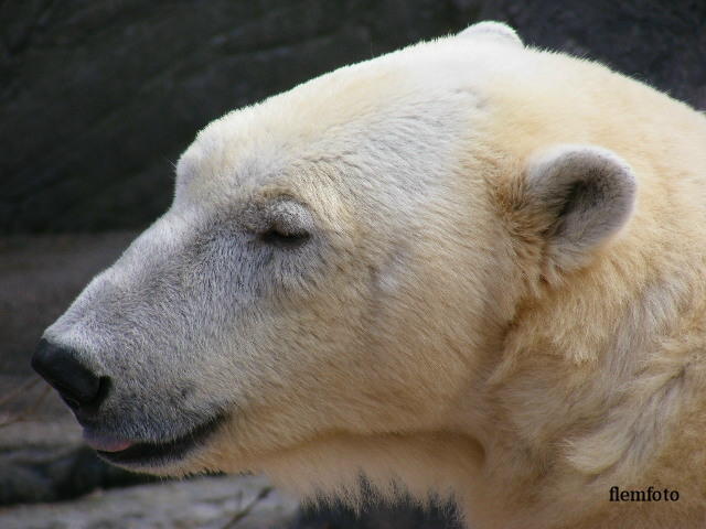 © flemming rasmussen - Polar bear