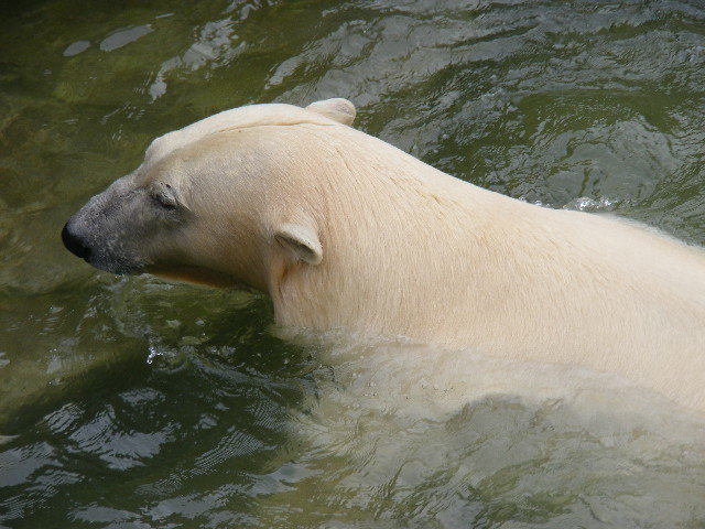 © flemming rasmussen - Polar bear