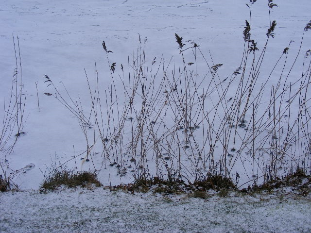 © flemming rasmussen - Winter