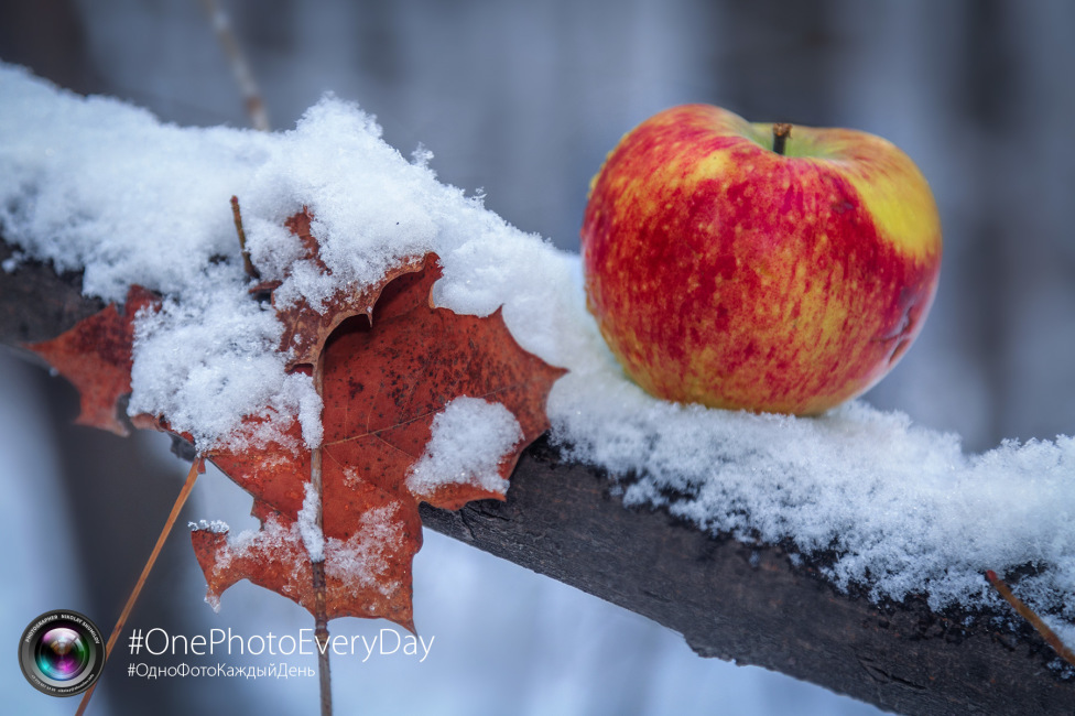 © Nikolay Shumilov - Apple on the snow