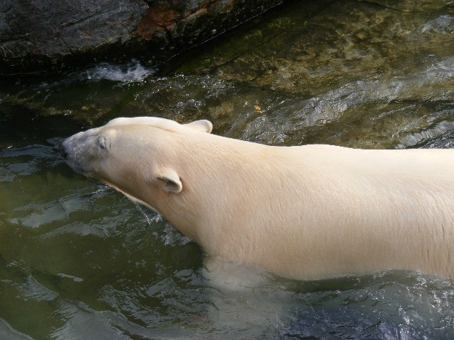 © flemming rasmussen - Polar bear