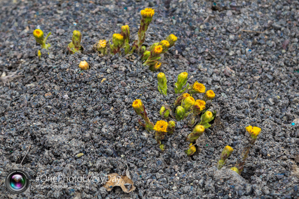 © Nikolay Shumilov - And the flowers growing on the rocks