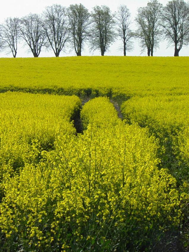 © flemming rasmussen - Landscape