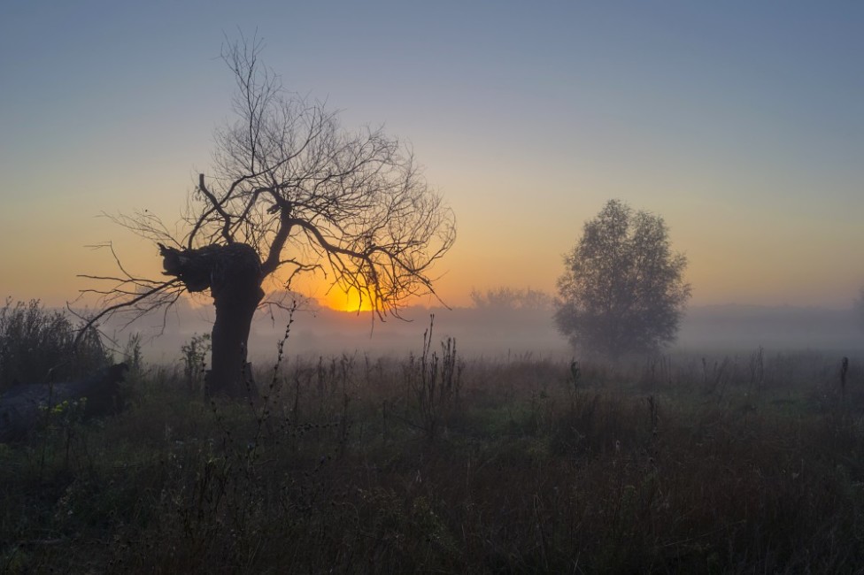 © Сергей Корнев - Два дерева