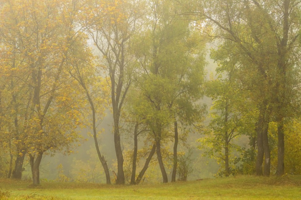 © Сергей Корнев - Осень туманная