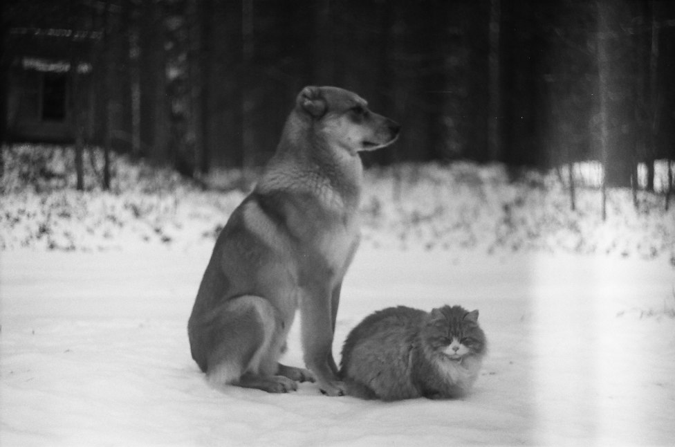 © Zen Snake - Dog & Cat