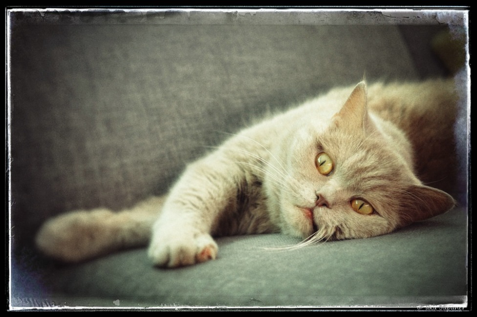 © кошкин кот - портрет лёжа
