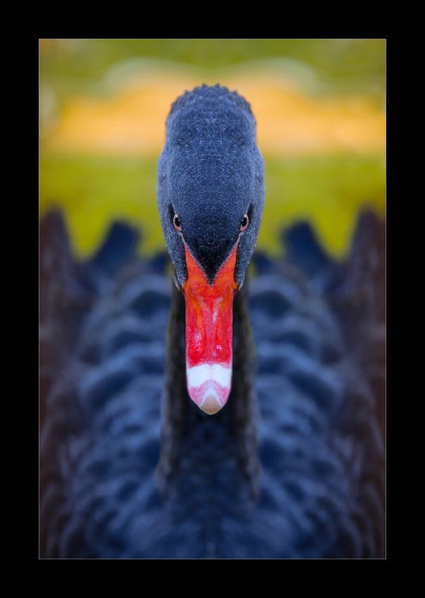 © mustafa nazif duran - Black Swan